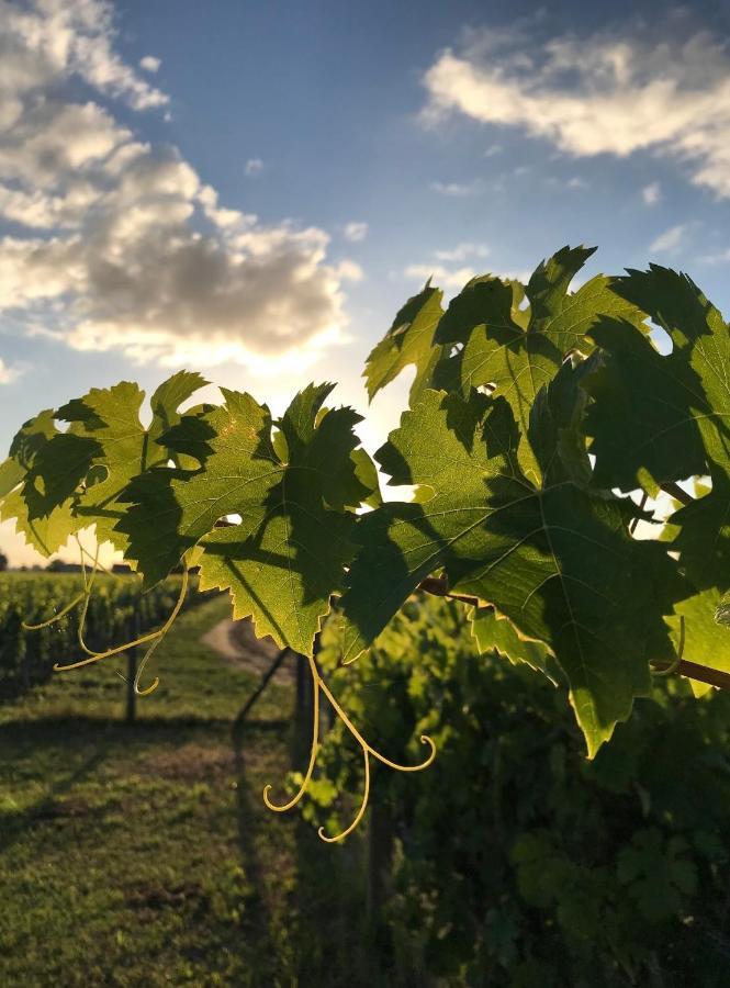 L'Oree Des Vignes Saint-Émilion Zewnętrze zdjęcie